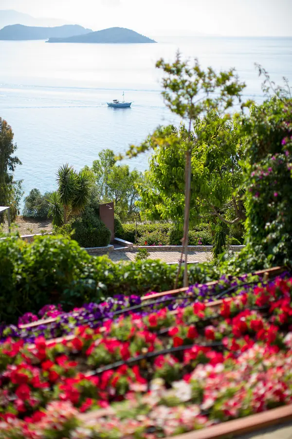 Flowers above the bay