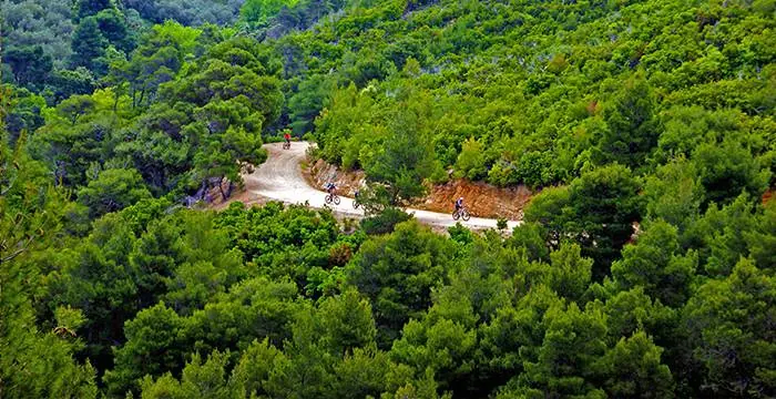 The pine forests of Skiathos