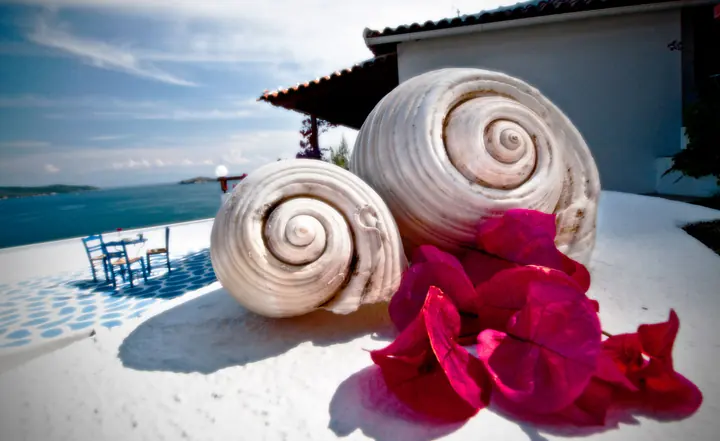 Sea shells and petals on the terrace